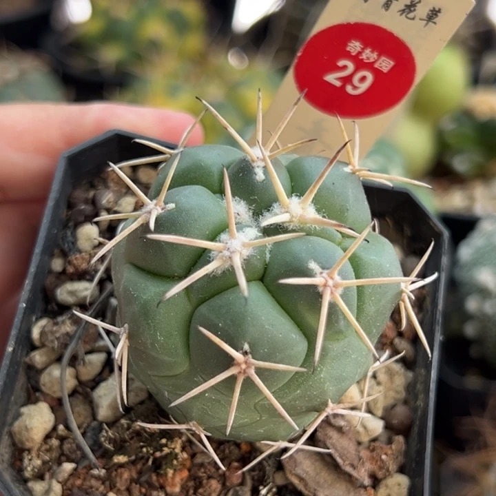 实生顶花龙角冠4.6cm