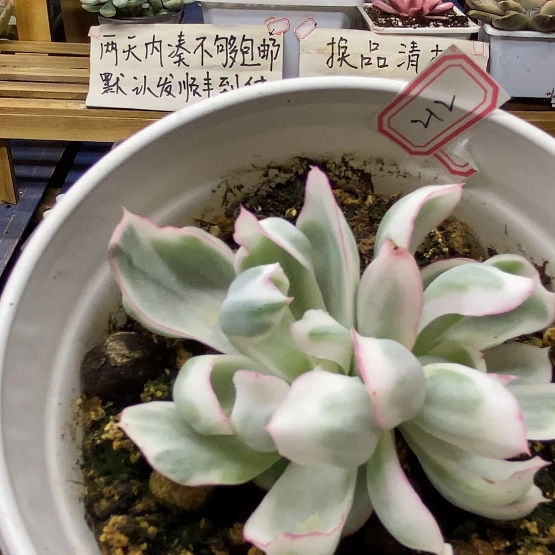 29212 伯克利锦无砍双头