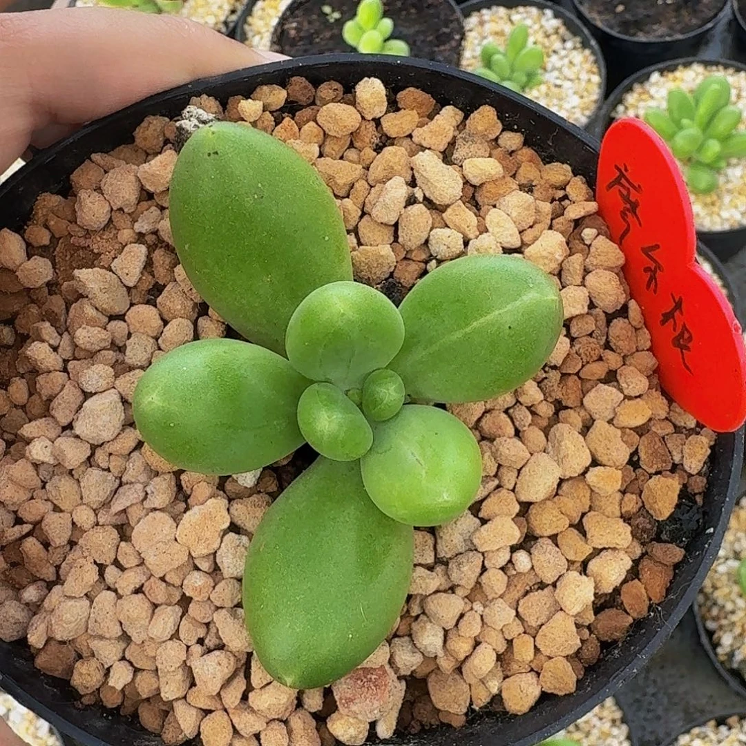 摩尔根 单头 一物一拍