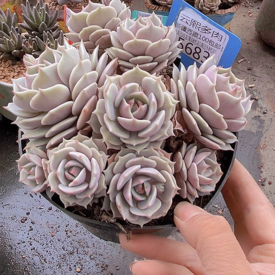 5683露娜莲。