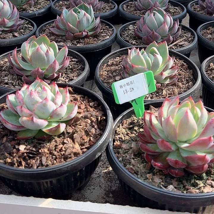 13.28惊鸿2个托土