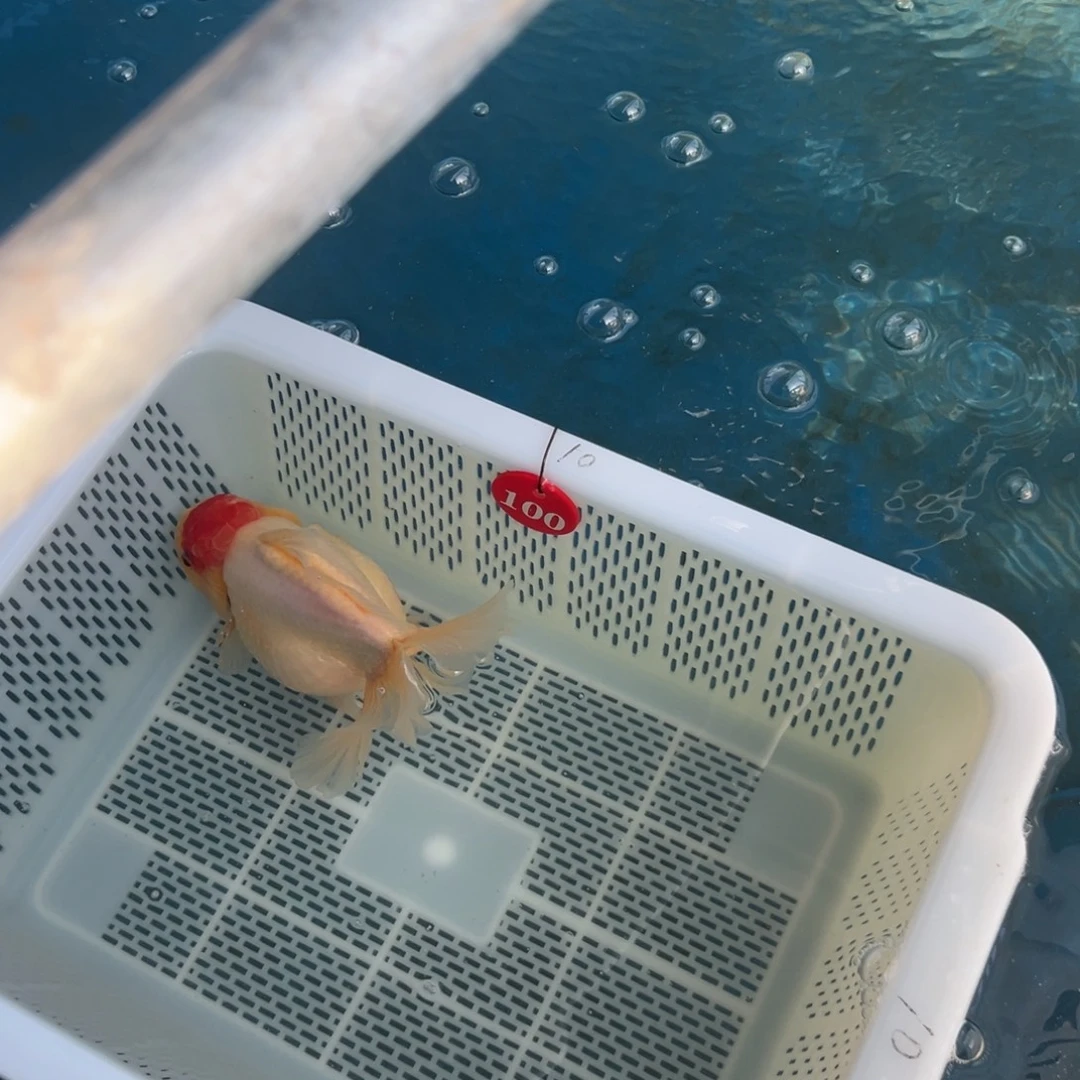 海***月海水鱼你好意思了是我