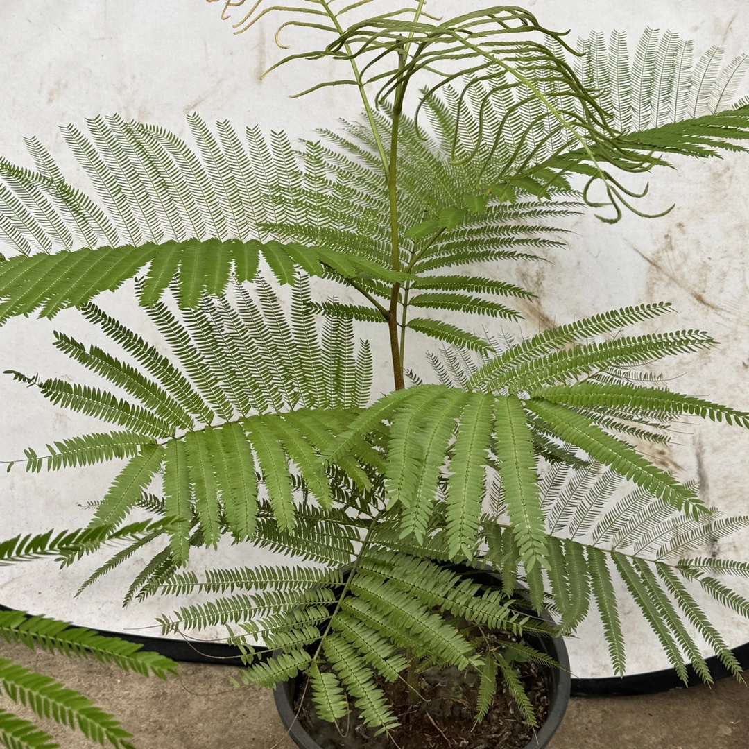 （一物一拍）澳洲密猴室内大型观叶绿植耐阴好养四季常青