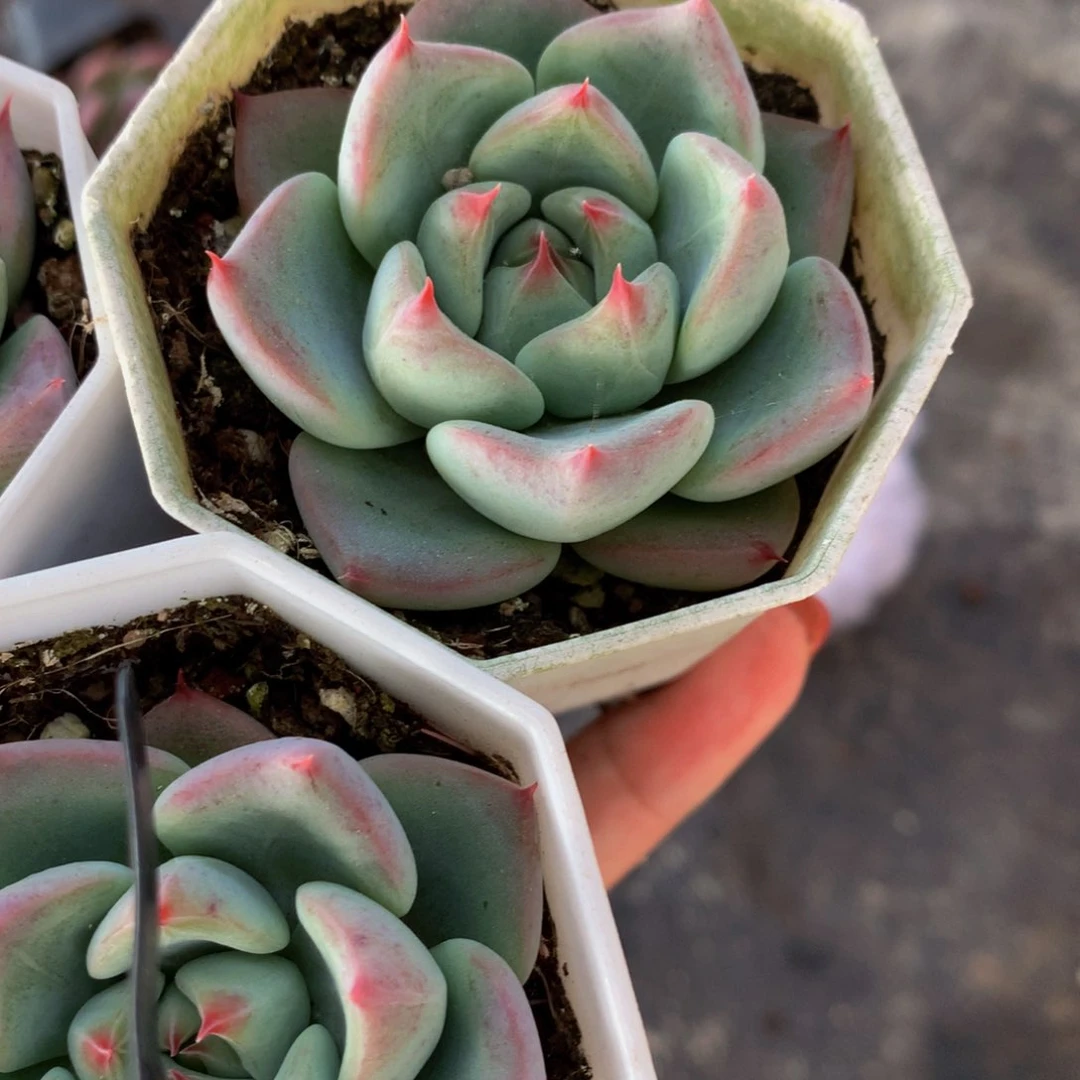 天空之城  （满9.99包邮不满9.99发叶子）