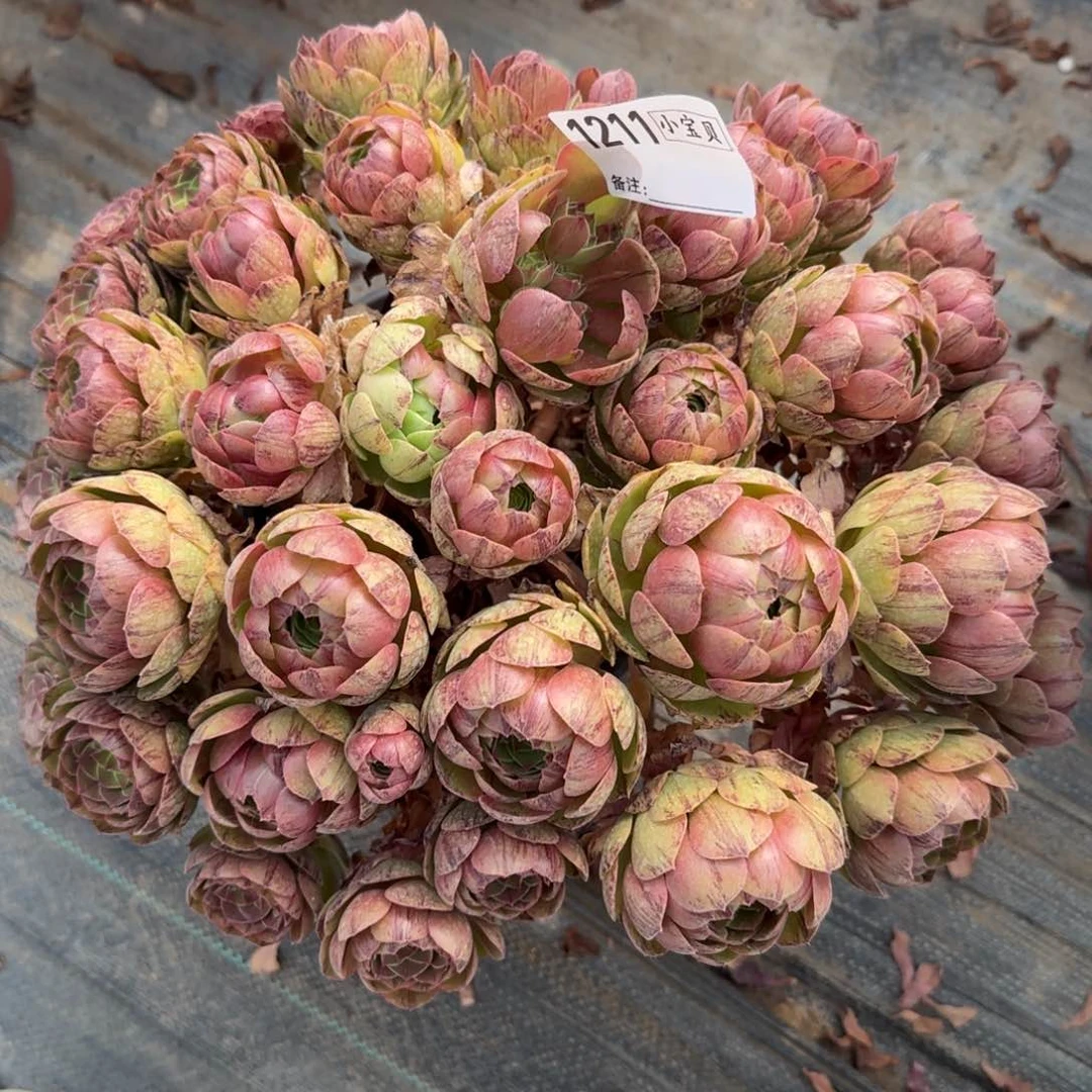 1211多肉万拉丝多肉多肉