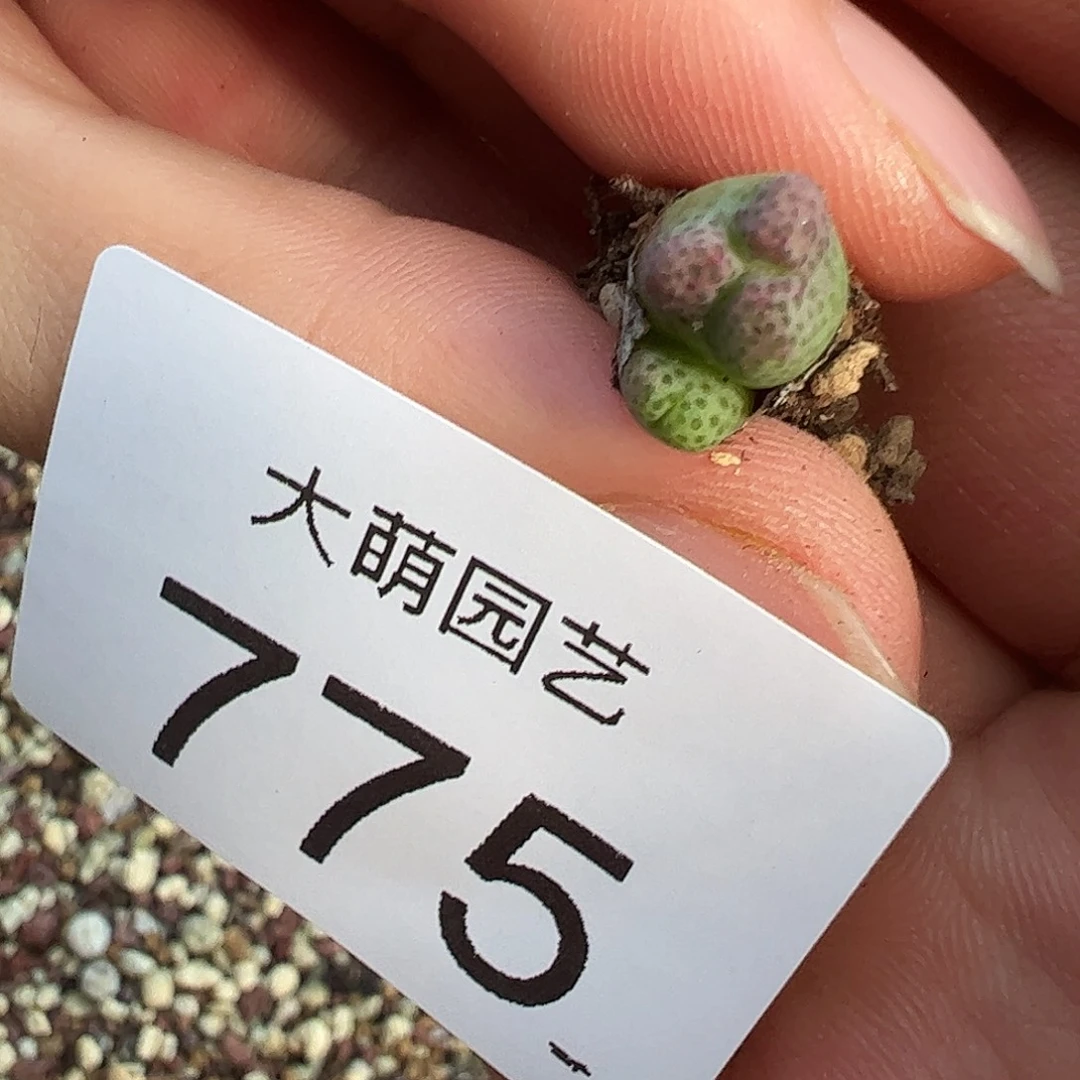 一物一拍。         775