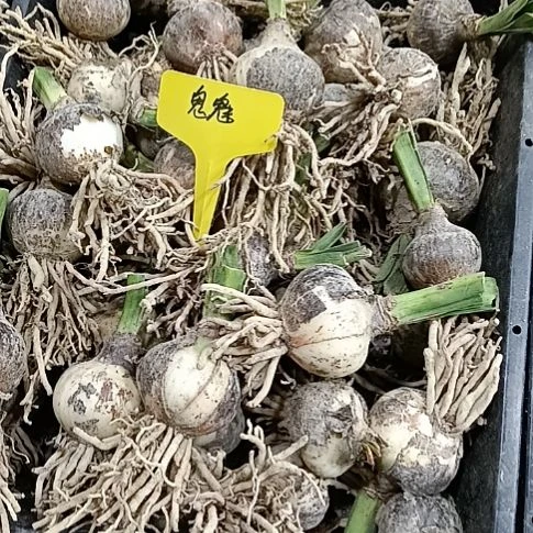 无花朵鬼魅4+发二个