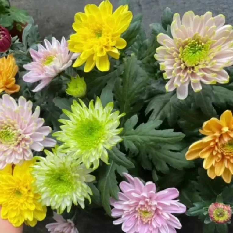 （混色天赞）菊花盆栽大花多年生耐寒好养绿植花卉带花苞发货