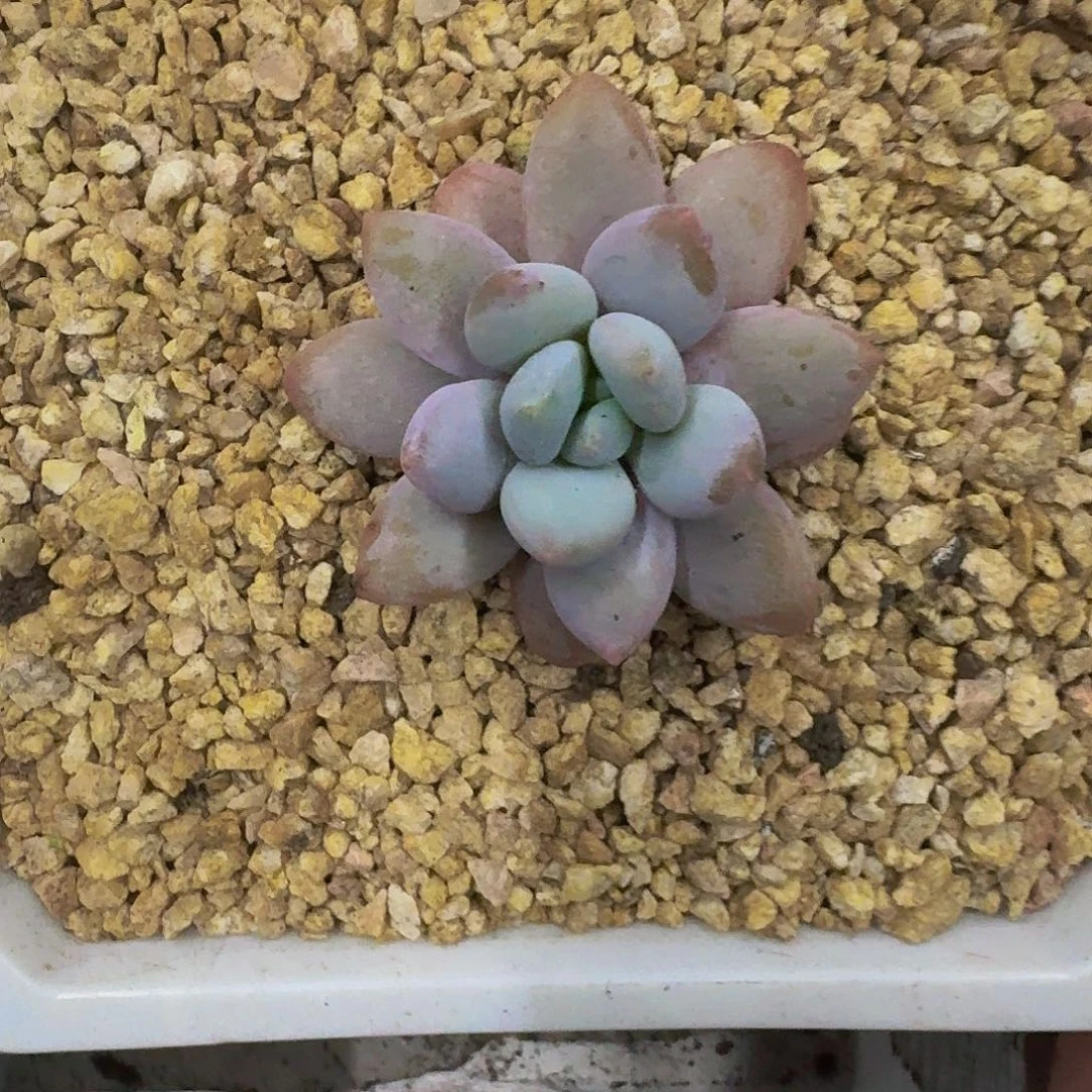 橙龙 单头 一物一拍