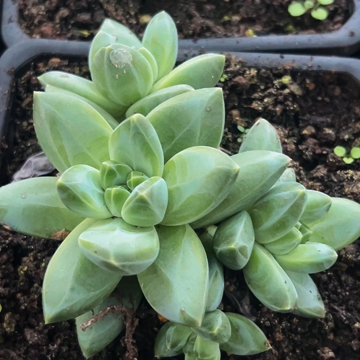 1颗美人系列多肉植物
