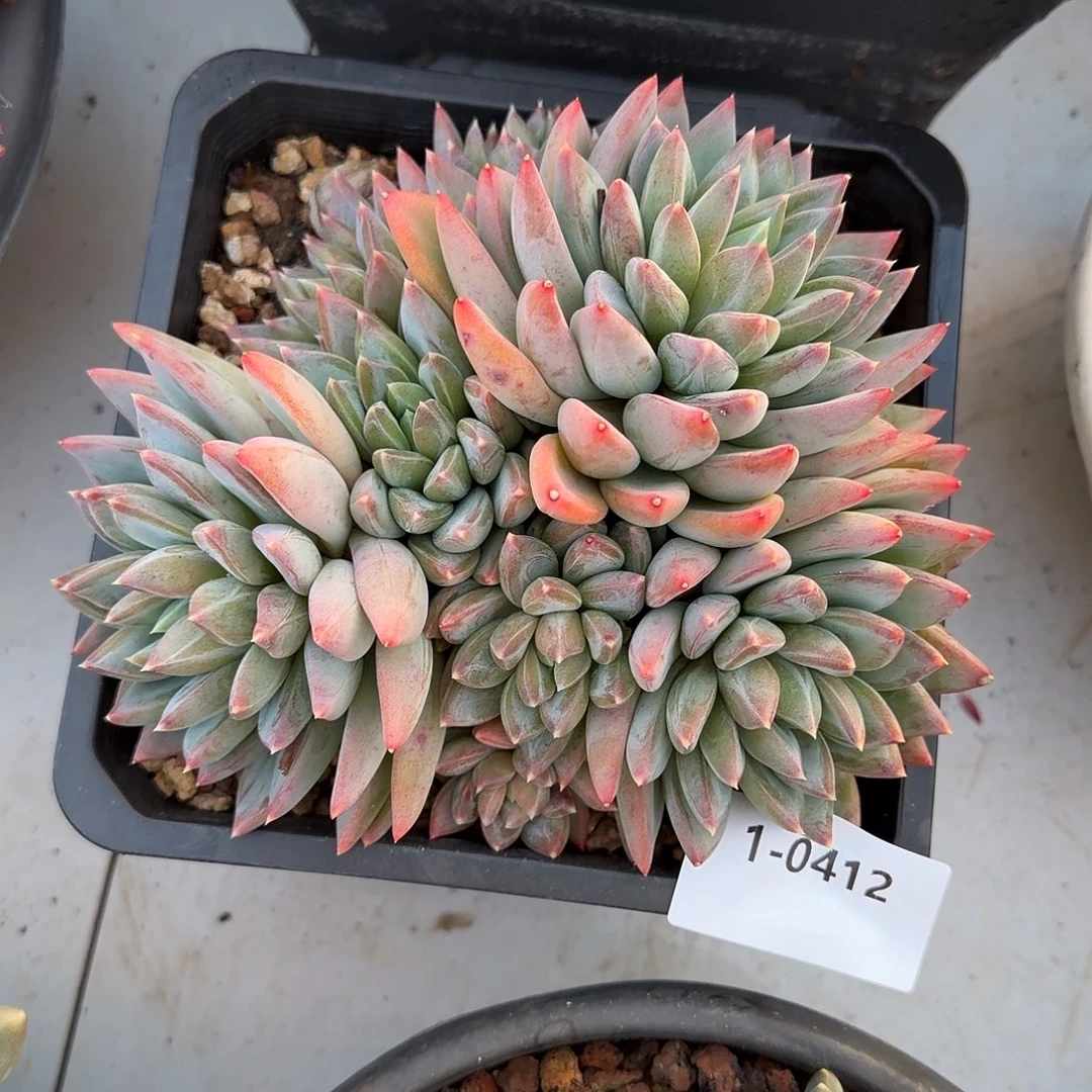 0412红蛋美人多肉植物