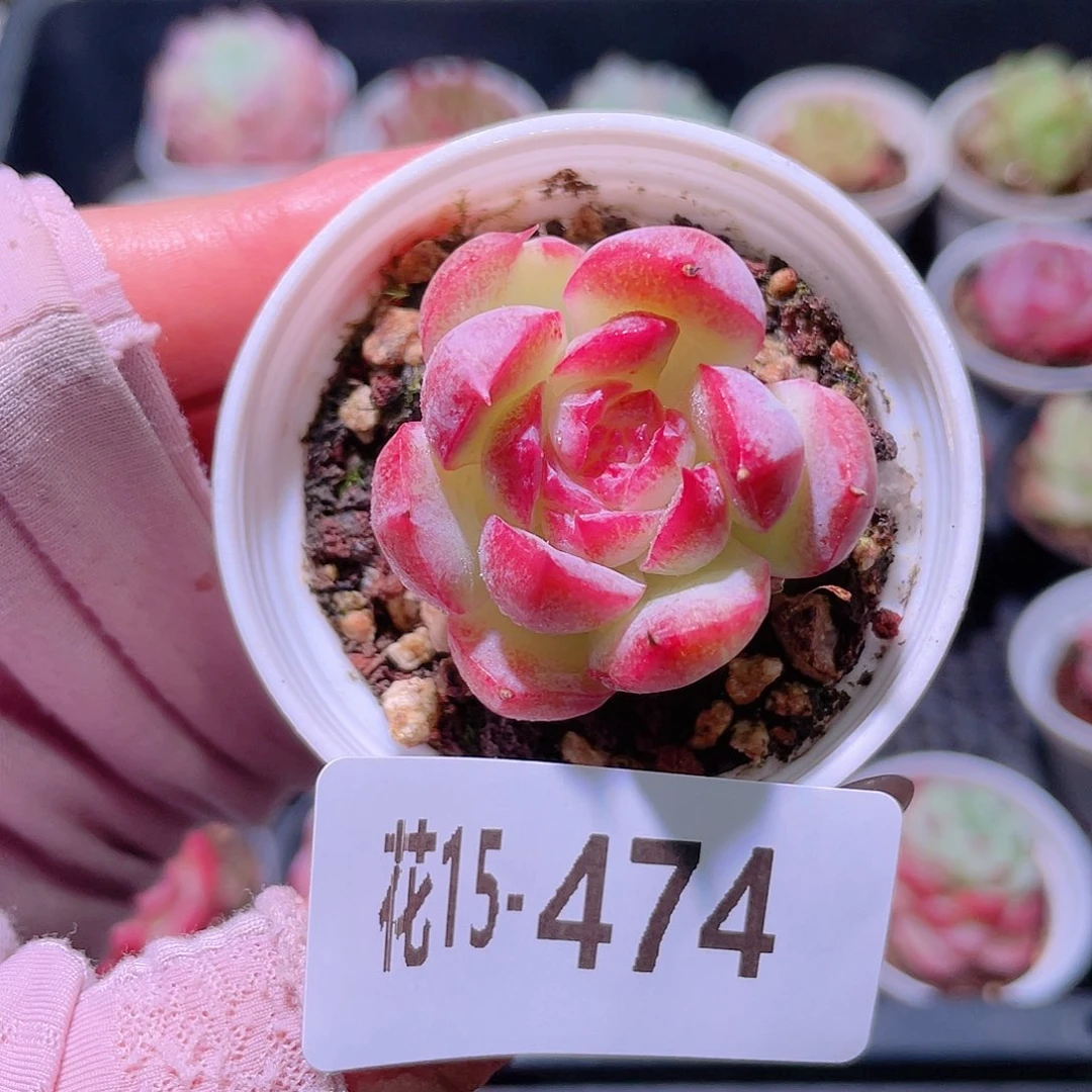花利美15-474新品
