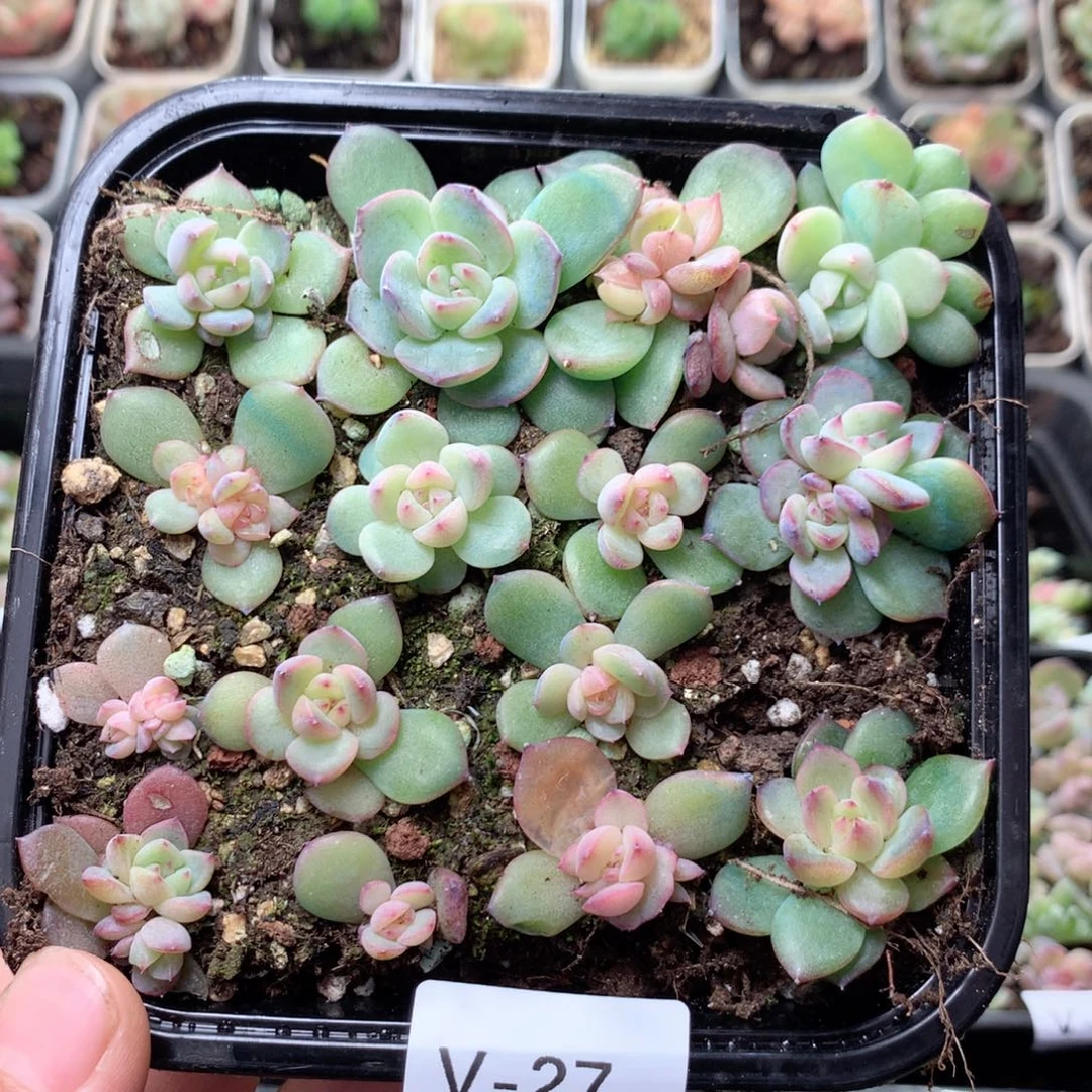 无花朵V27英语英语