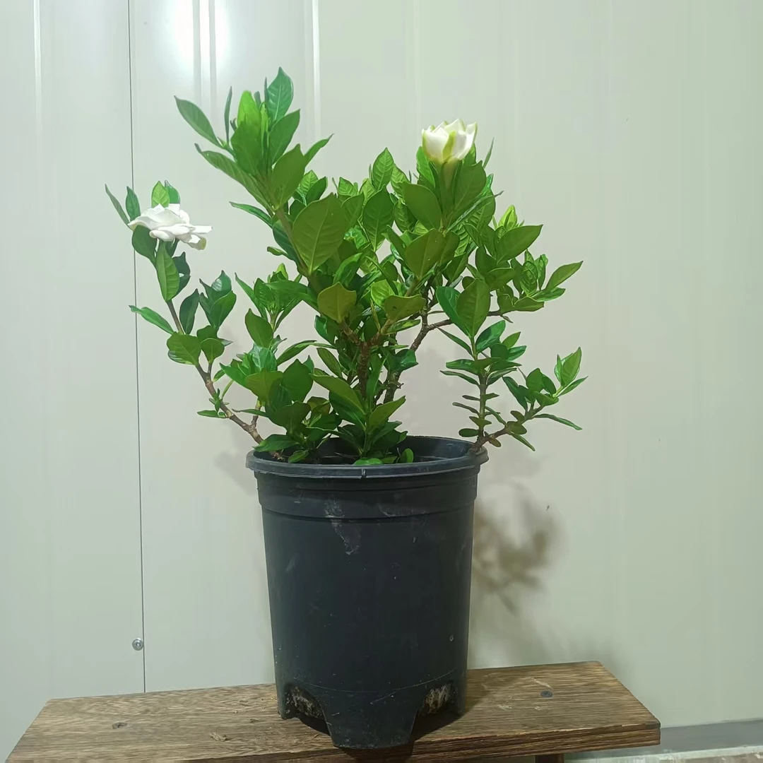 精品高端老桩法莲栀子花/奶香味道/喜光喜水耐寒