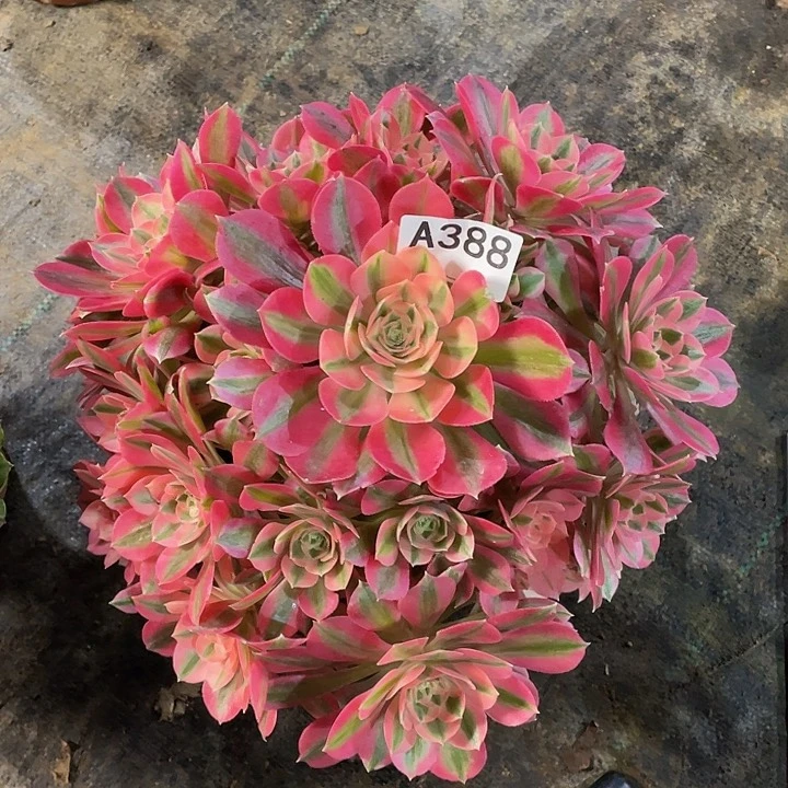 临****?粉女巫多肉法师。  388