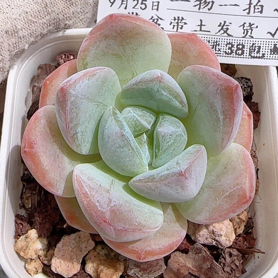 多肉0925--356福利