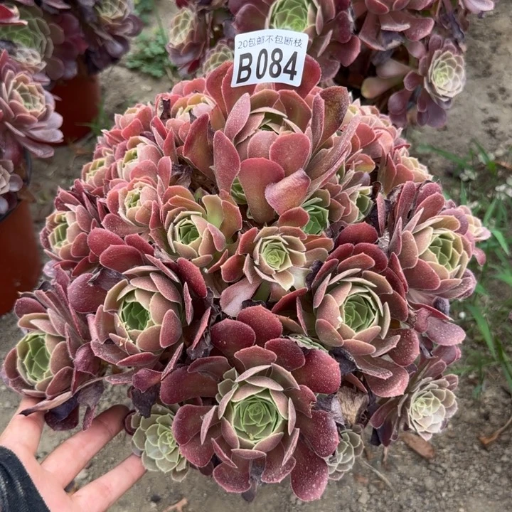 荷兰玫瑰～多肉植物……