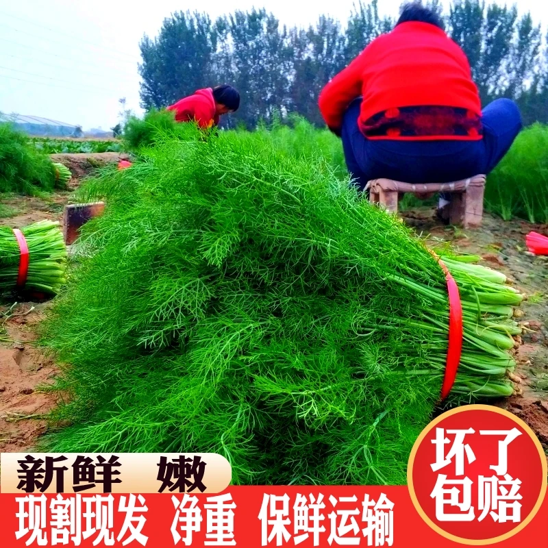 新鲜小茴香菜包邮荤香菜茴香苗大茴香菜新鲜蔬菜包饺子现割不带根