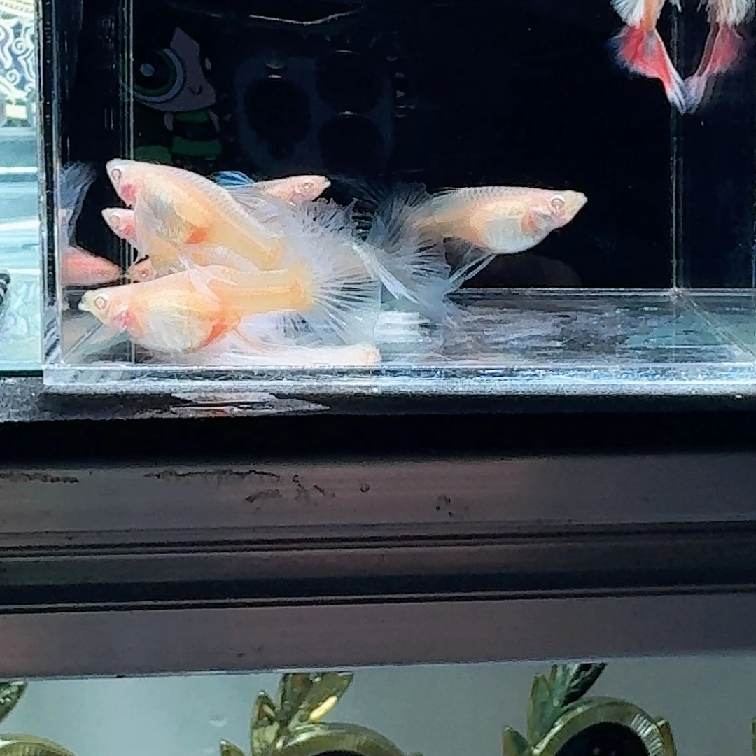 孔雀鱼蓝白绣球4对微损里面有俩红公