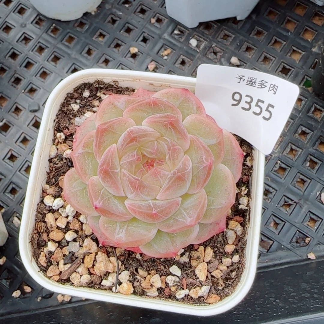 无尽灯多肉，9355下播福利，