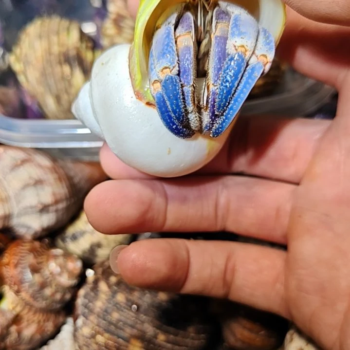 寄居蟹批发饲养寄居蟹