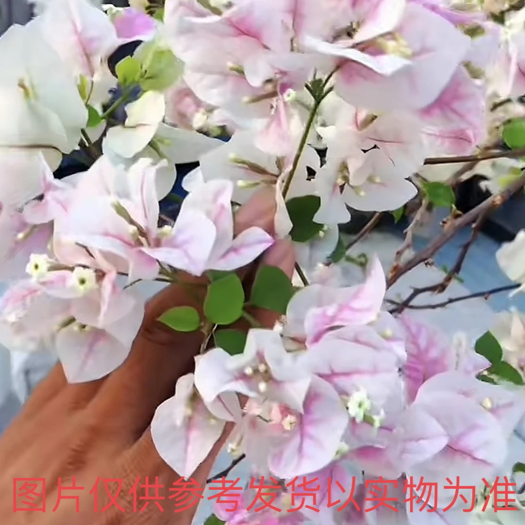 （广红樱）三角梅勤花品种四季开花基地直发阳台室内发货会掉叶掉花