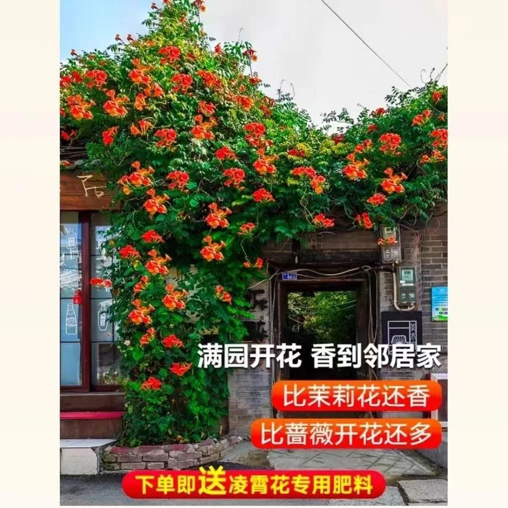 俄罗斯凌霄花苗耐寒热爬藤植物攀爬藤本鞭炮庭院四季种凌霄花盆栽