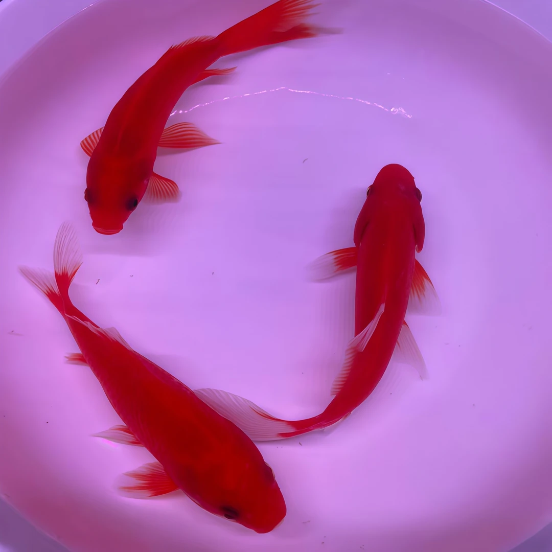 冷水鹦鹉鱼招财红鱼淡水好养易活冷水鱼苗观赏鱼活鱼金鱼耐活锦鲤