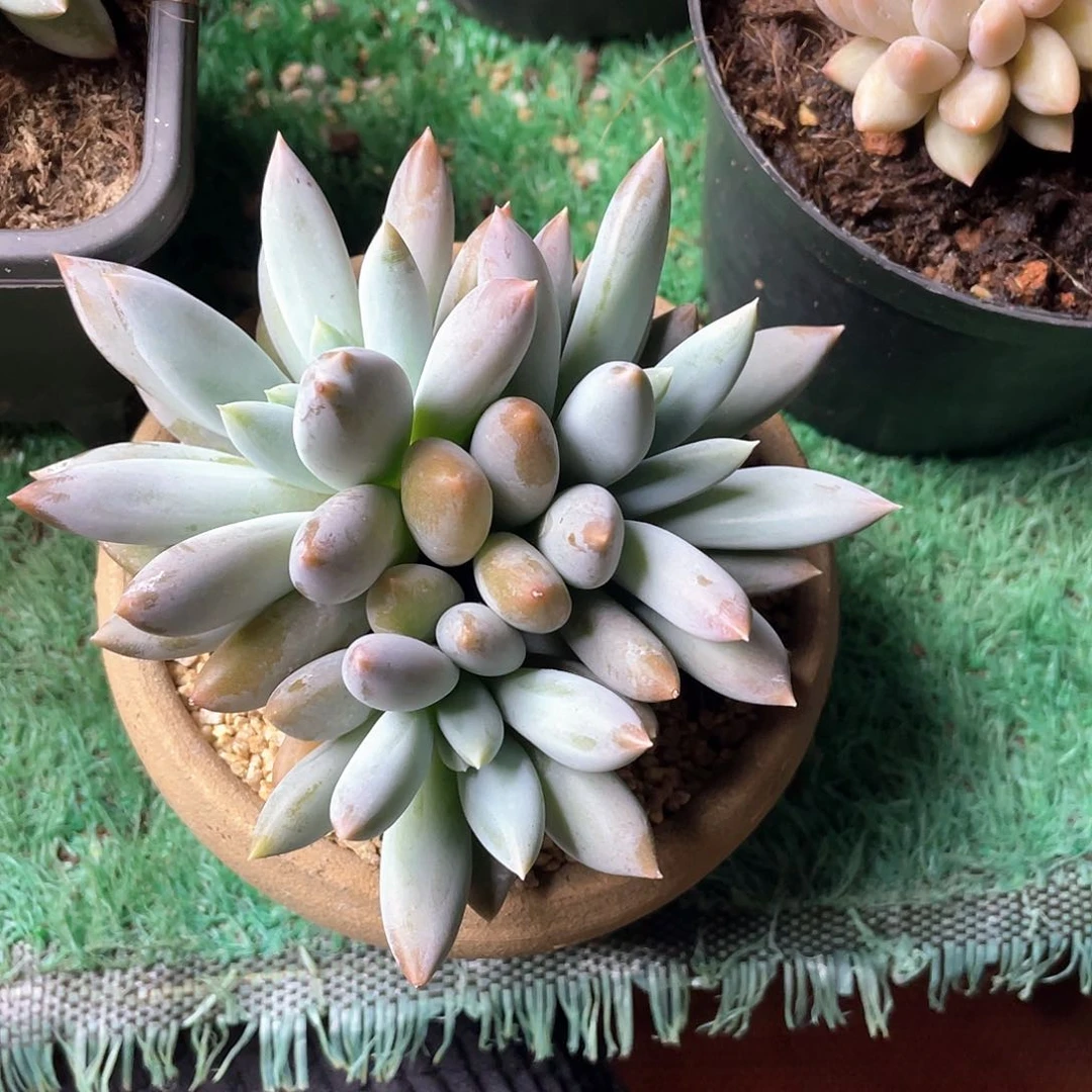 3头群胖体哥特萝莉