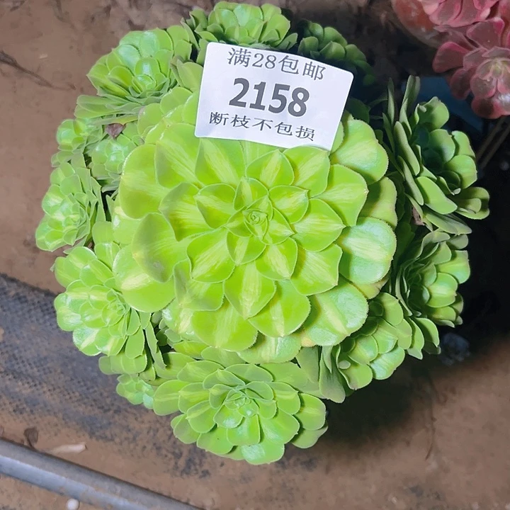 2158翡翠琉璃多肉植物