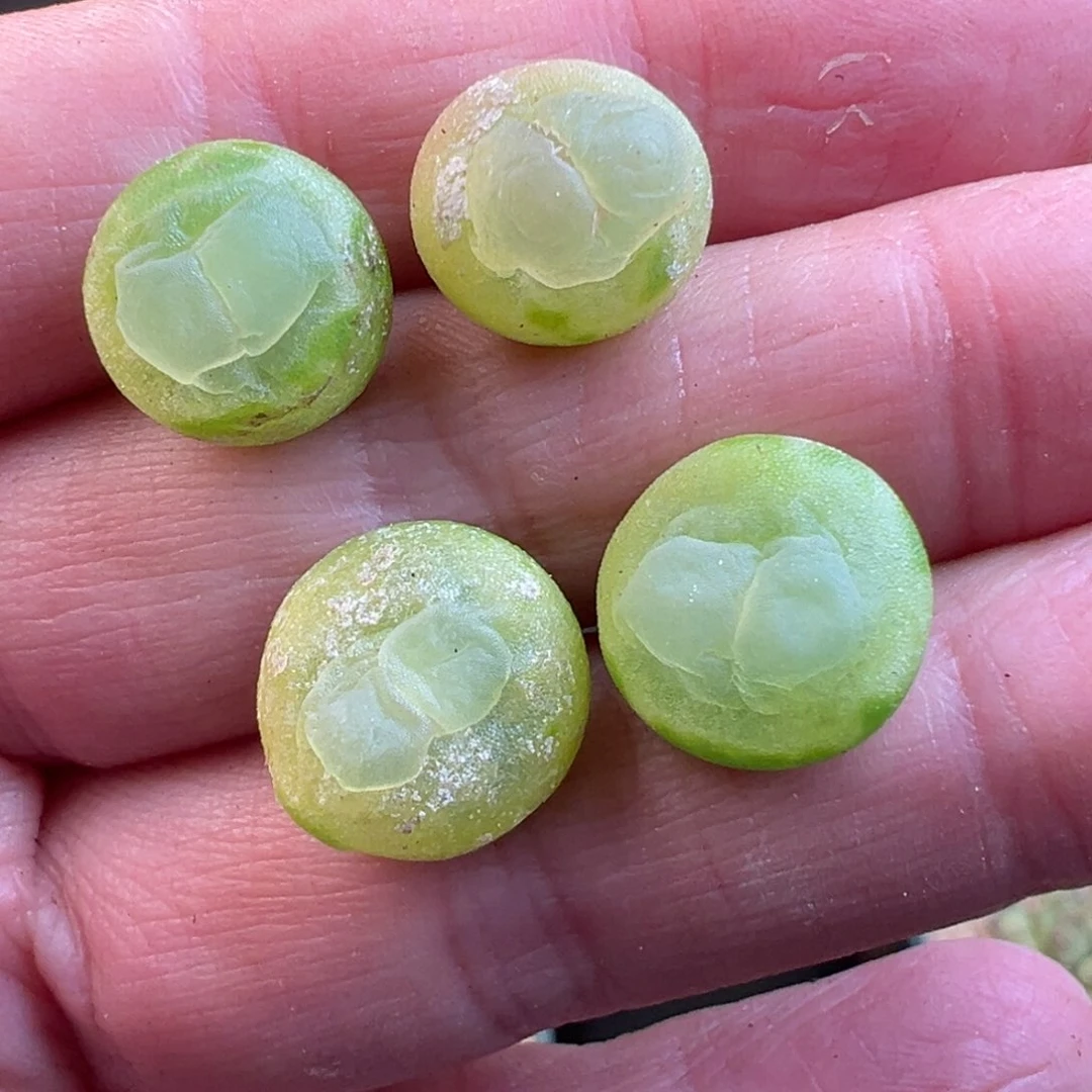 99号，拉登量拍………………