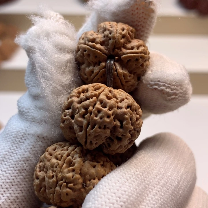 吊坠金刚菩提22尺寸龙牙梅花