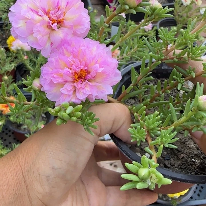 无花朵量拍红叶芙蓉超小苗盆口10cm可能有虫