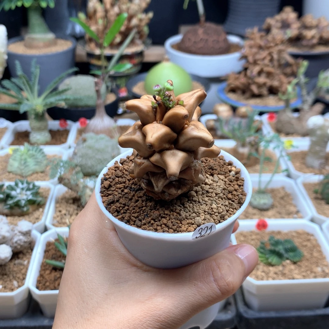 321蛮鬼塔厚敦菊带盆