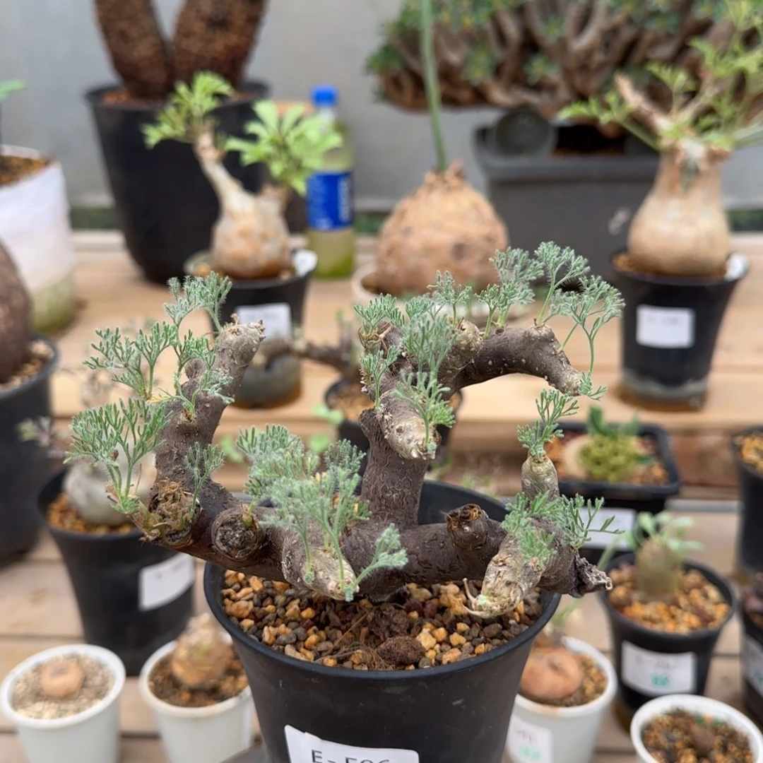 596黑皮月界块根植物
