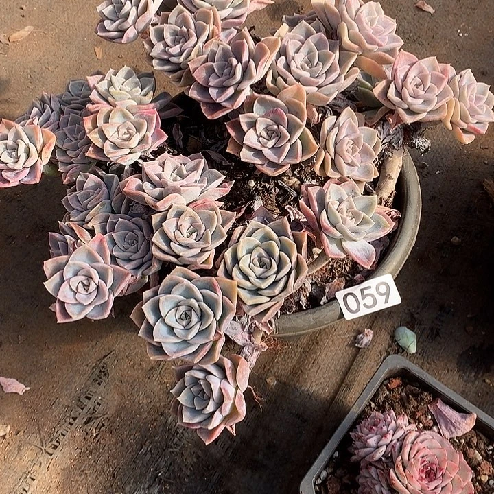 059哈利 一物一拍多肉