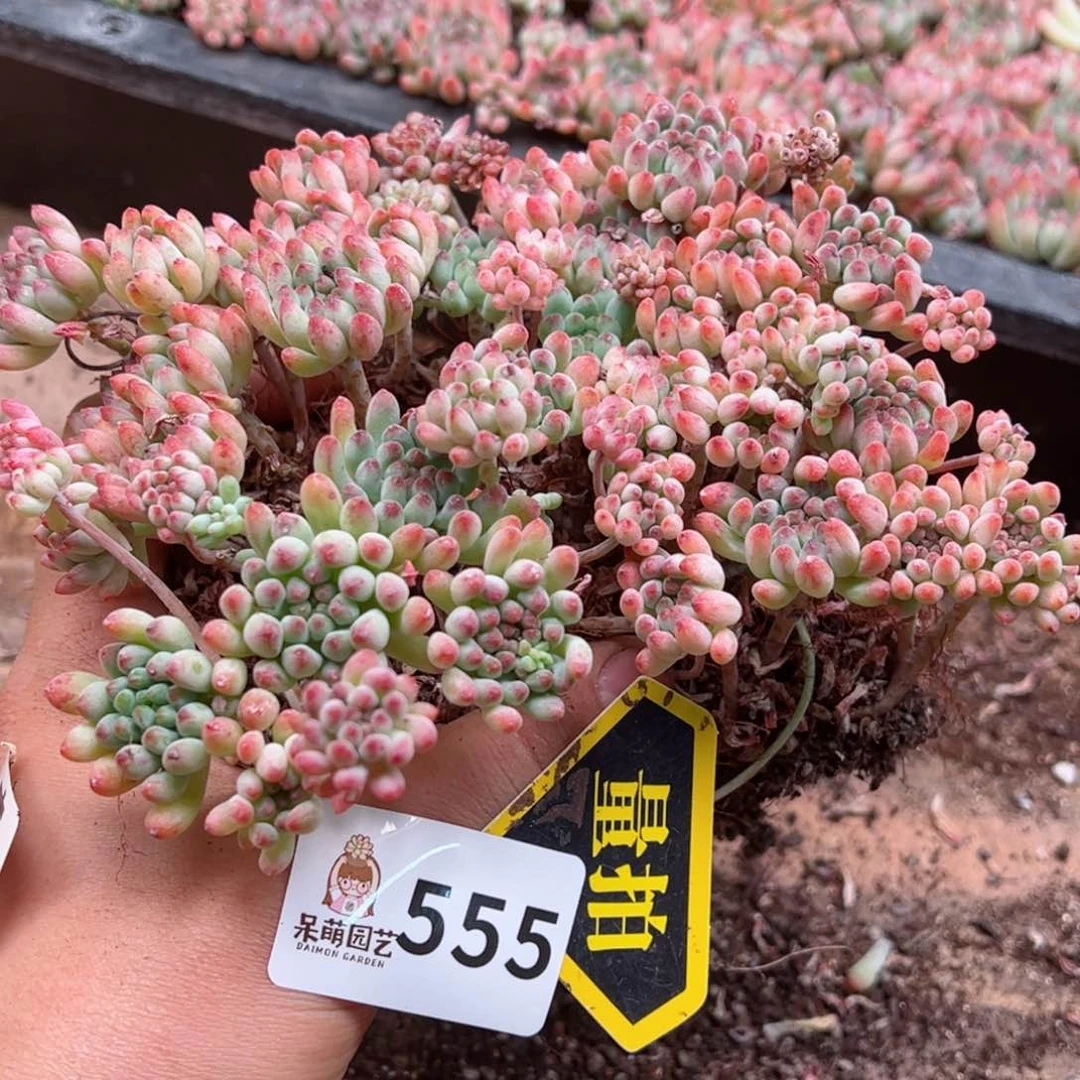 多肉植物多肉植物