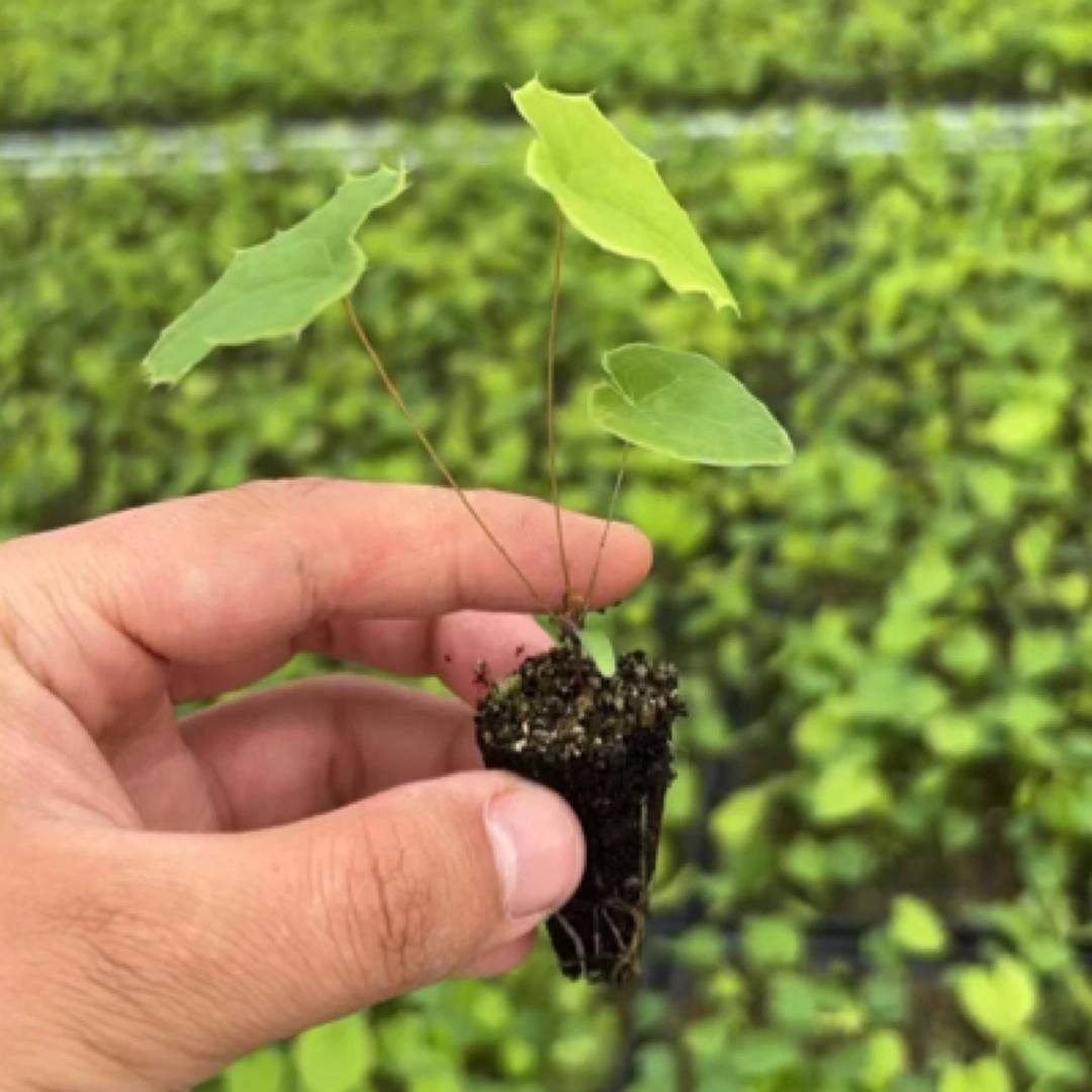 2025柔毛淫羊藿种子发芽率高人工培育适合高低海拔种植一次多年收