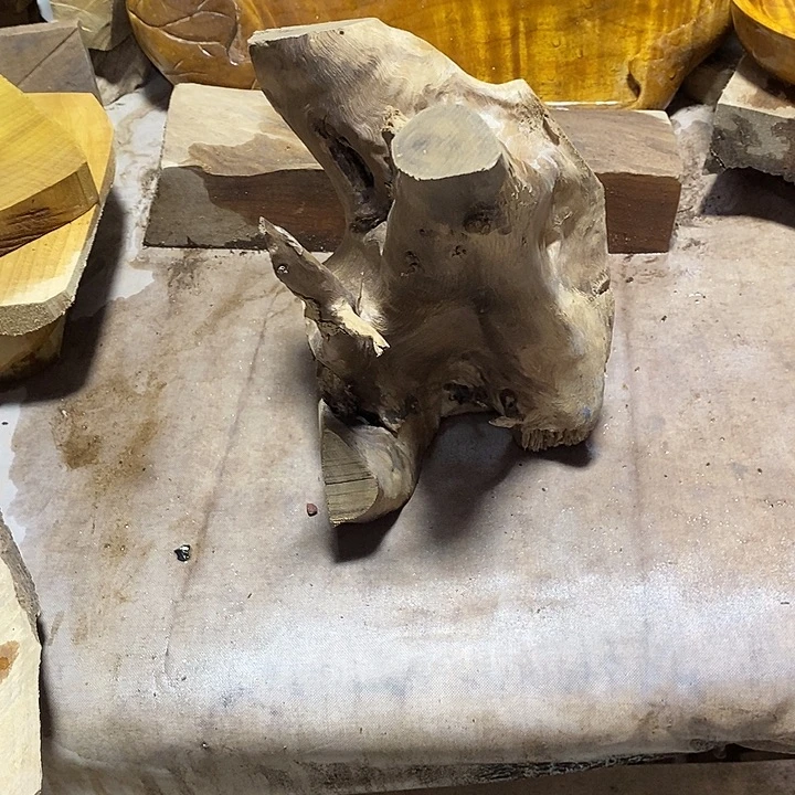 金丝楠木小叶桢楠木