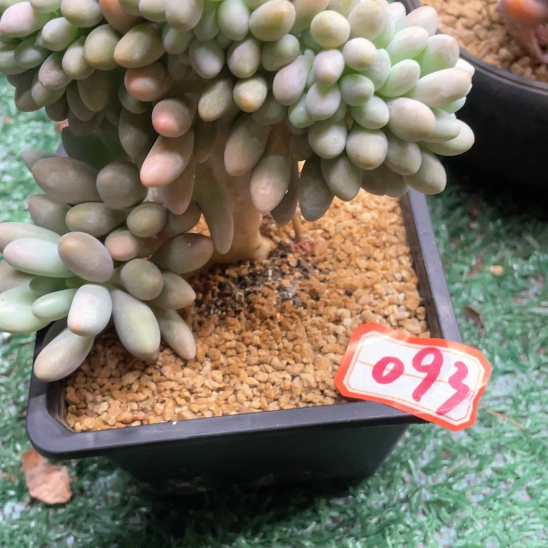 093 一物一拍28包邮非偏远