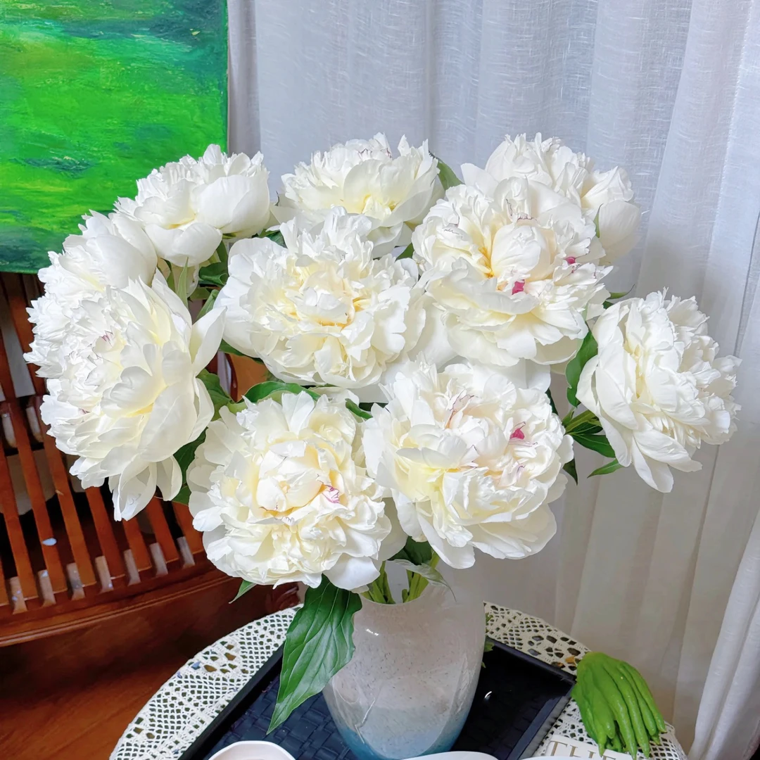 【花之物语】杨妃出浴芍药鲜切花山东菏泽基地直发包邮