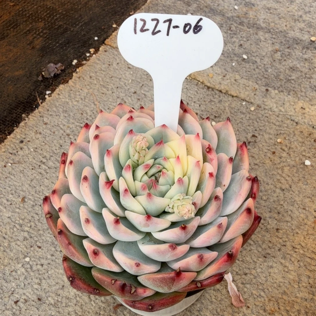 兔***11227-06吉娃娃锦大一颗