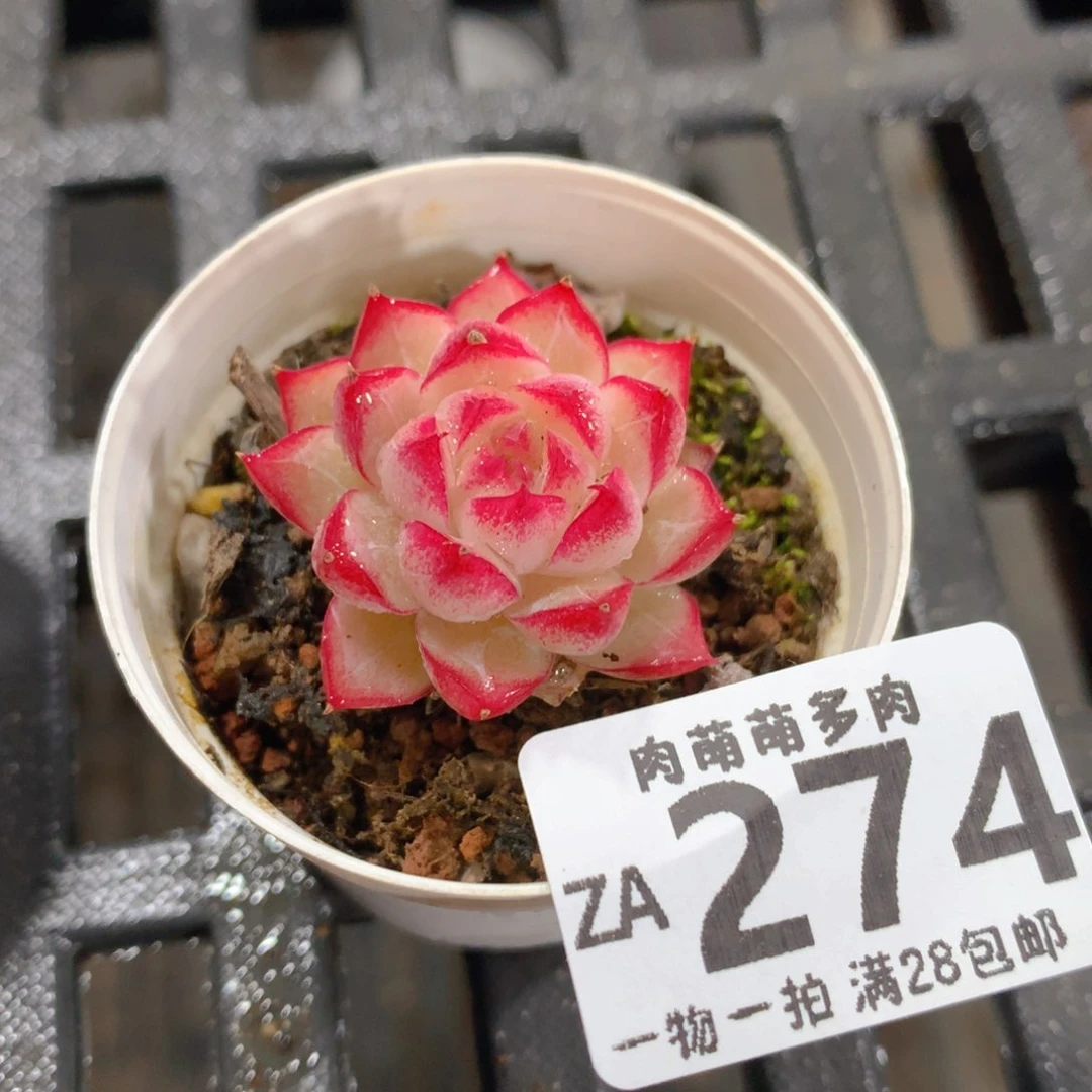 肉萌萌拇指盆精控多肉ZA274