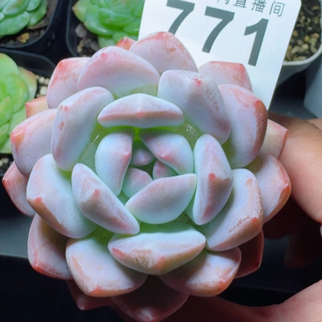 ****梦露            精美多肉植物