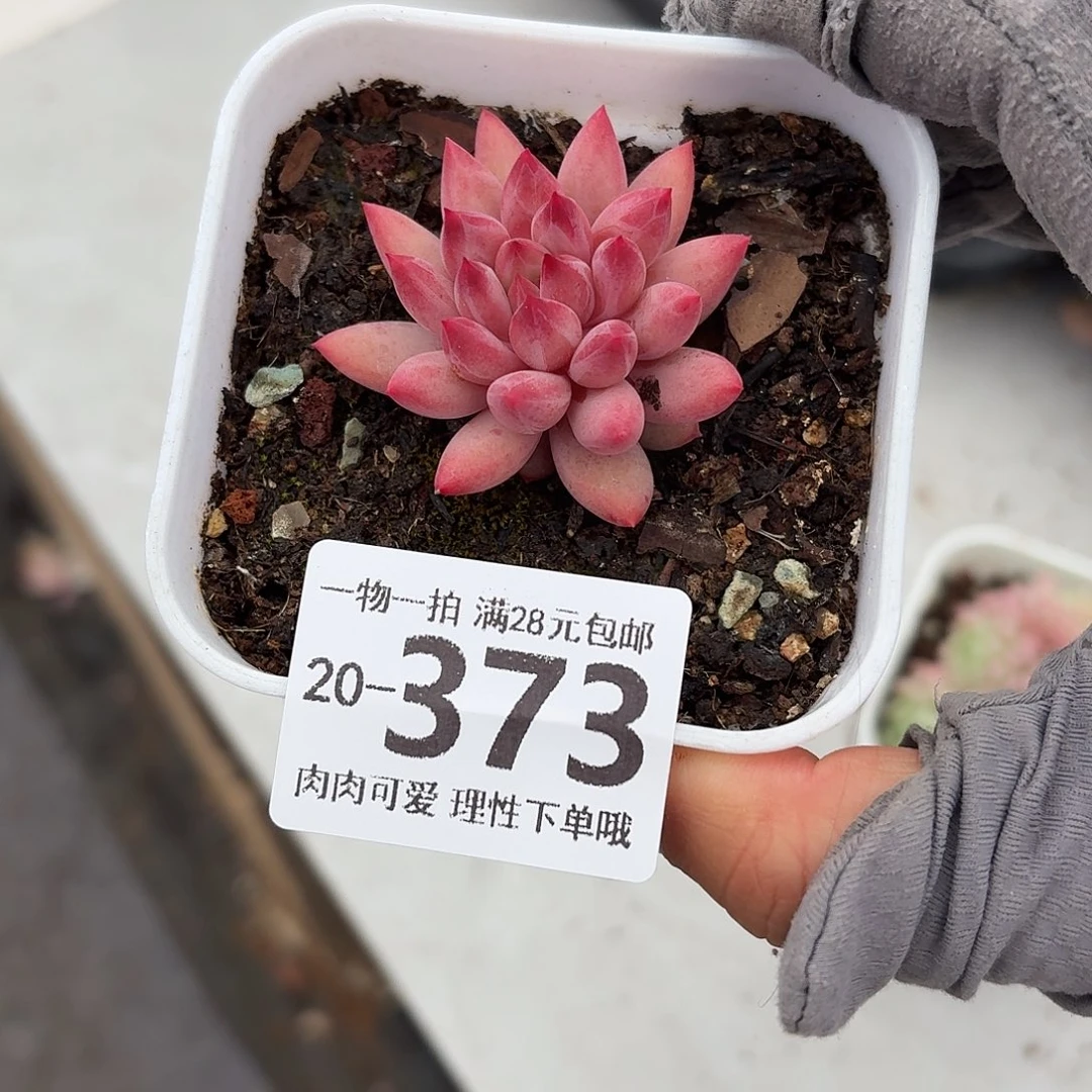 金鱼姬无无盆土发货无盆