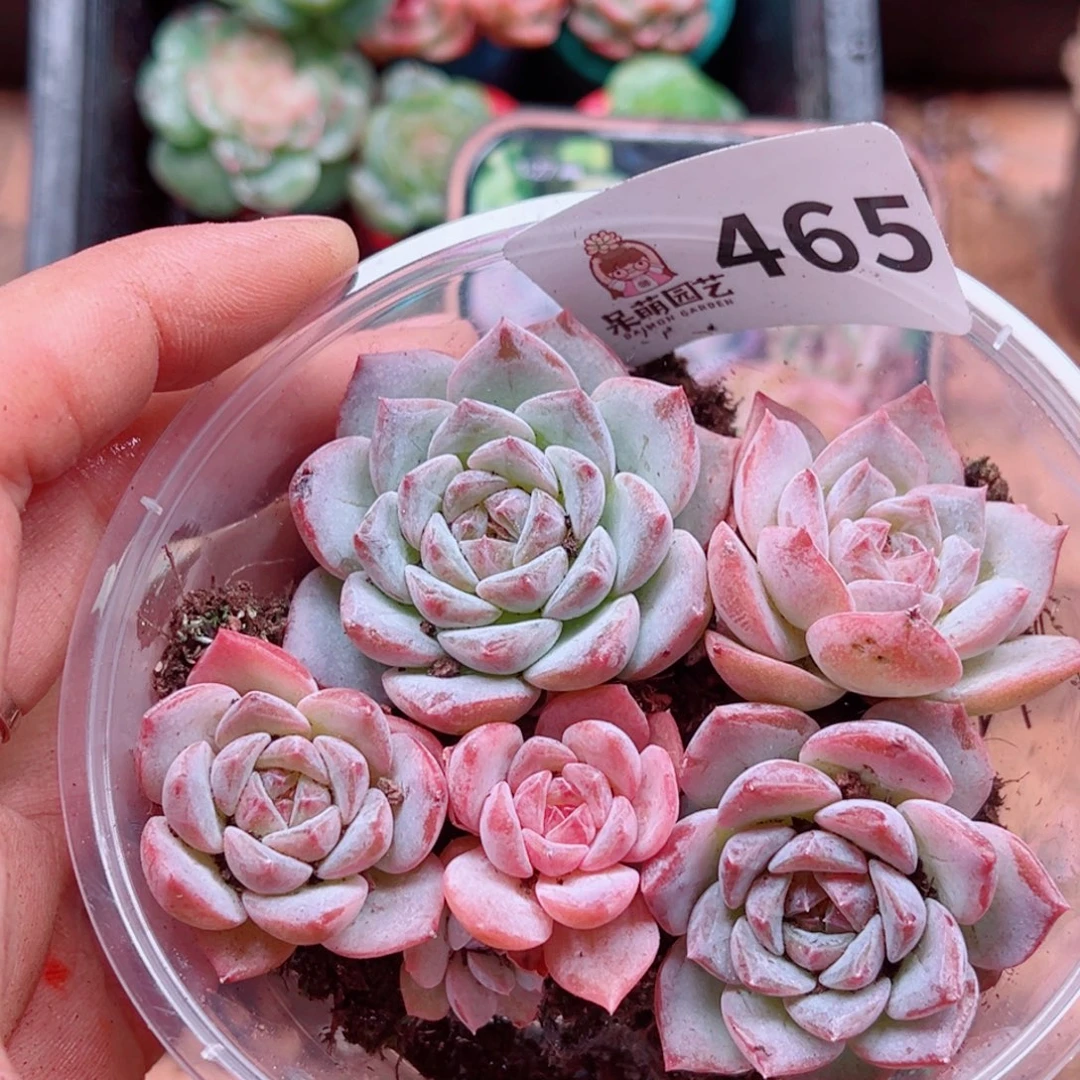 多肉植物多肉植物