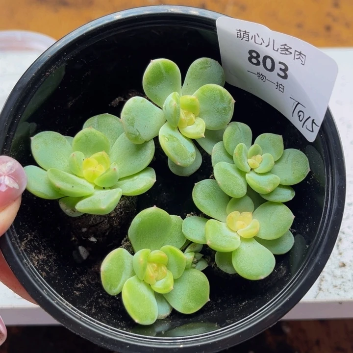 803 多肉植物多肉植物