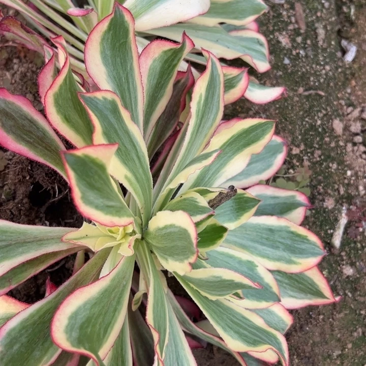 多肉植物魅影不售后