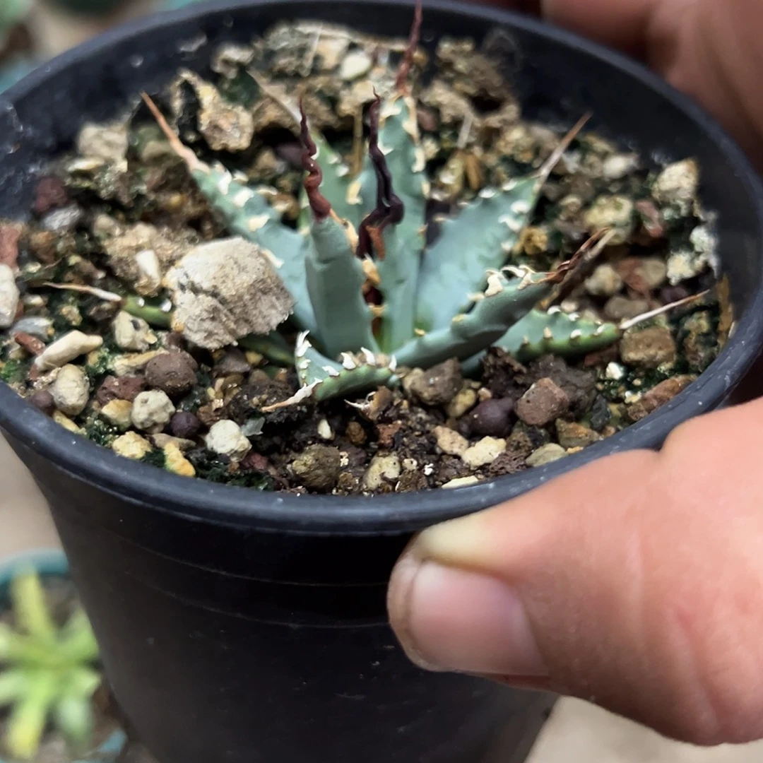 实生eb泡面刺妖炎植物