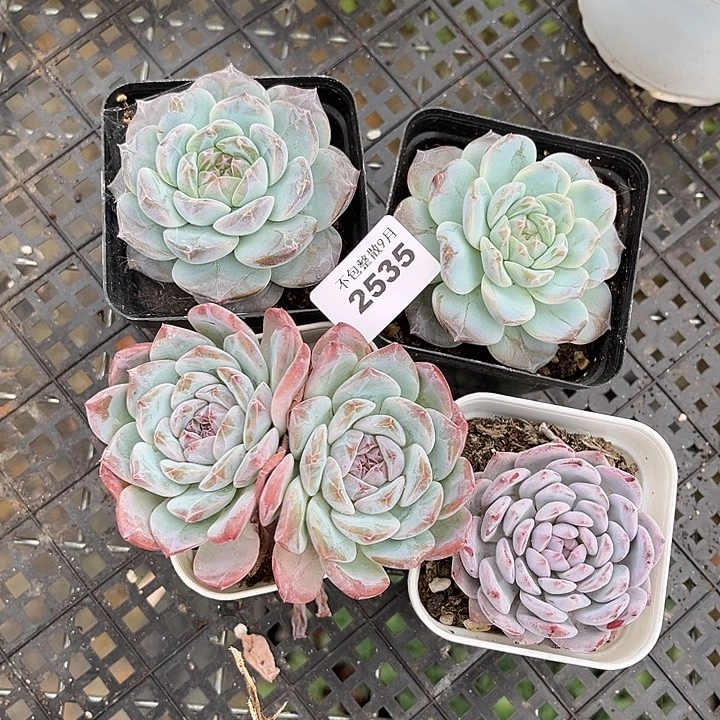 阿雅园艺。        2535四颗